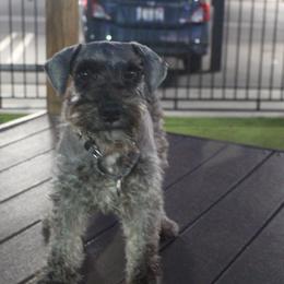 Hestia - Miniature Schnauzer