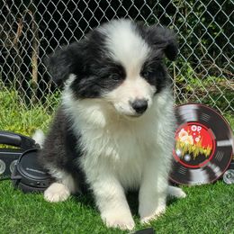 George - Black male Border Collie puppy in Cincinatti, Ohio from Mondenkind Border Collies and Guidingstars American Eskimos