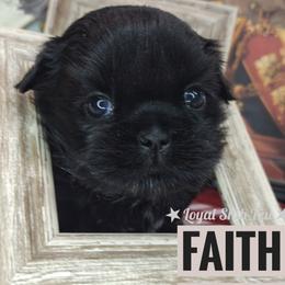 Faith - Black and white female Shih Tzu puppy in Peoria, Arizona from Loyal Shih Tzu