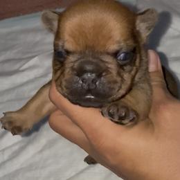 French Bulldog puppies from Briana Gomez