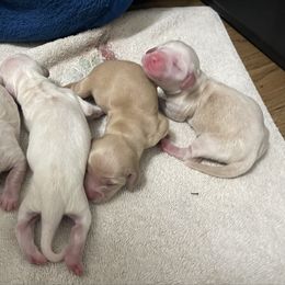Girl 1 - Cream female Dachshund puppy in Gainesville, Georgia from Emory Farms