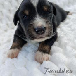 Troubles - Black tri female Miniature Australian Shepherd puppy in Muskogee, Oklahoma from Tagalong Lane Australian shepherds