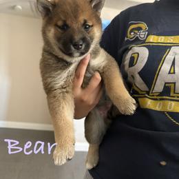 Shiba Inu Puppies from Adrianna Garduno