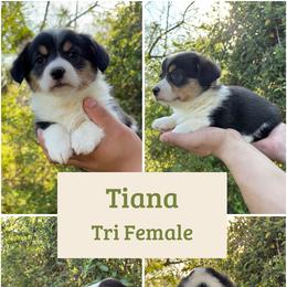 Tiana - Black and white female American Corgi puppy in Foreman Ar., Arkansas from Grassy Lake Corgis