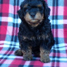 Lakota - Phantom male Poodle puppy in Hurricane Mills, Tennessee from Scenic Hills Kennels
