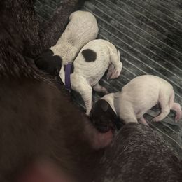 German Shorthaired Pointer Puppies from Ellis kennels