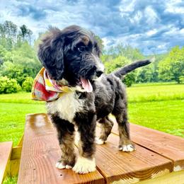 Fawn - Tri-color female Bernedoodle puppy in Ferguson, North Carolina from Elevated Standards NC