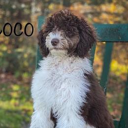 Coco - Poodle
