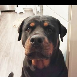 Cuya - Rottweiler