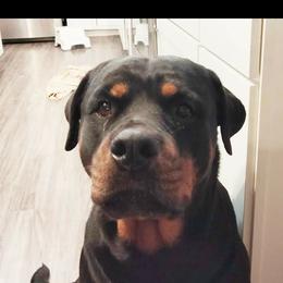 Cuya - Rottweiler