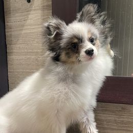 Ava - Pomeranian