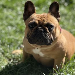Nova Rose - French Bulldog