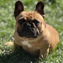 Nova Rose - French Bulldog