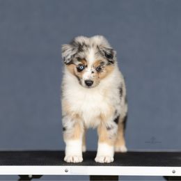 QueenBee - Blue merle female Miniature American Shepherd puppy in Riverton, Utah from Prestige Aussies