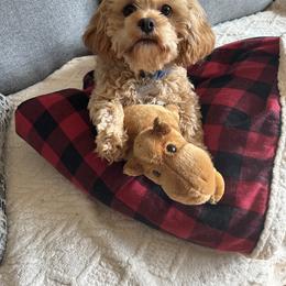 Cavapoo Puppies from Woodland poodles and Cavapoos