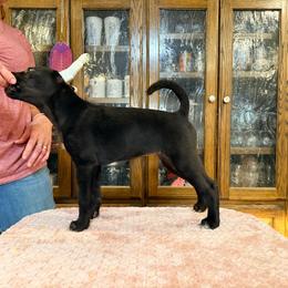 Bunny x Swagger 5 - Black and white female Xoloitzcuintli puppy in Hico, Texas from Amayla Kennels