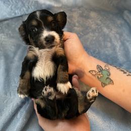 Blue Boy - Dapple male Dachshund puppy in Waukegan, Illinois from Rolling and Howling Basset Hounds and Dachshunds