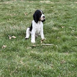 English Springer Spaniel Puppies from Soaring Springers