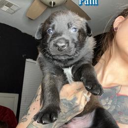 Pain - Belgian Malinois puppy in Arizona from The Malagator House
