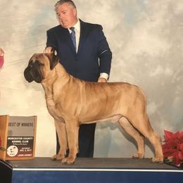 Bullmastiffs from Bessettes Bullies