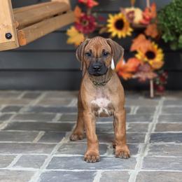 Safari - Rd whtn blk nose female Rhodesian Ridgeback puppy in Gaffney, South Carolina from Circle D Farms
