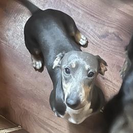 Blue - Dachshund