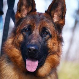 Kida - German Shepherd