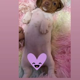 Dachshund Puppies from Sausagedog-NYC