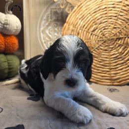 John B - Black white and tan male Cockapoo puppy in Cabool, Missouri from Onyx Cave Kennel