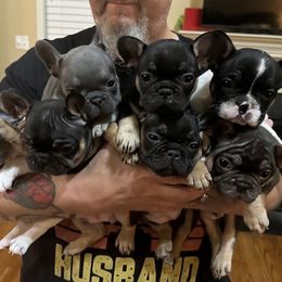 French Bulldog puppies from Ronghi's Wiggle Butt Frenchies