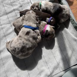 Australian Shepherd puppies from Aussie Tree-O