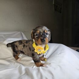 Boy 3 - Dapple male Dachshund puppy in Alvin, Texas from Cosson's Dachshunds of Alvin