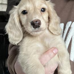 Girl - Cream female Dachshund puppy in Mascot, Tennessee from Magnolia Pearl Dachshunds