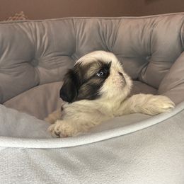 Shih Tzu Puppies from Fairy Tails Shih Tzus CA