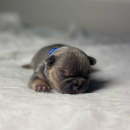 Blue collar - Tricolors female French Bulldog puppy in Salisbury, Maryland from 77 Frenchies Maryland