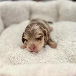 Jemma - Dapple female Dachshund puppy in Fort Gibson, Oklahoma from Cooper’s Dachshunds