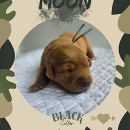 Black Collar - Moon - Yellow male Labrador Retriever puppy in Sumerduck, Virginia from Cedar Mountain Retrievers
