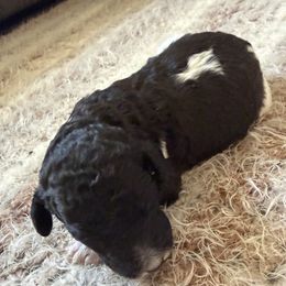 Comet - Parti male Poodle puppy in Piqua, Kansas from Legacy Farms Standard Poodles