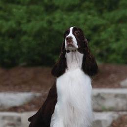 English Springer Spaniels from Paradise Springers