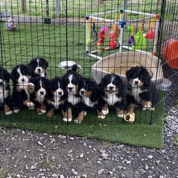Bernese Mountain Dog Puppies from Blakener’s Bernese mountain dogs