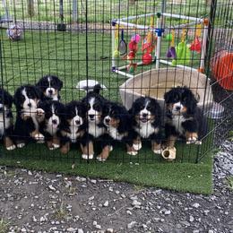 Bernese Mountain Dog Puppies from Blakener’s Bernese mountain dogs