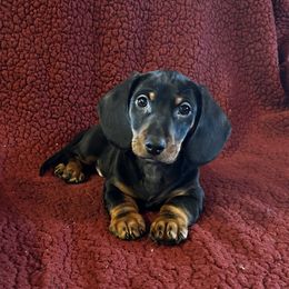 Black-Tan - Black and tan male Dachshund puppy in Giddings, Texas from Big Dream Acres
