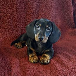 Black-Tan - Black and tan male Dachshund puppy in Giddings, Texas from Big Dream Acres