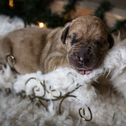 Great Dane Puppies from Pepper Mae Danes
