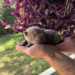 Hex - Lilac dilute male Chinese Shar-Pei puppy in Auburn, Kansas from Justin's Chinese Shar-Pei