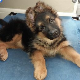German Shepherds from Aliceeann's German Shepherds