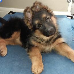 German Shepherds from Aliceeann's German Shepherds