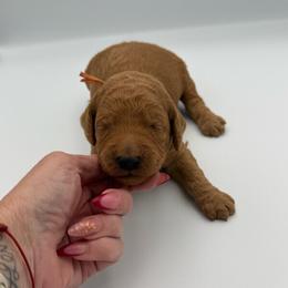 Huckleberry - Red  male Poodle puppy in Mount Vernon, Illinois from AMC Poodles