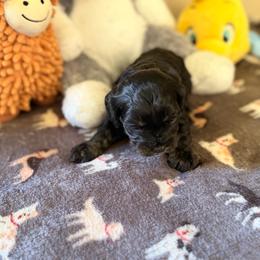 Cavapoo Willow - Black and white female Cavalier King Charles Spaniel puppy in Middletown, Ohio from CreekSong Farm Cavaliers