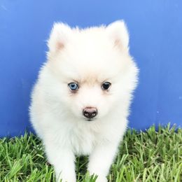 Misty - White female Pomsky puppy in Spring Hill, Florida from PDQ Pomskies
